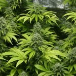 California recreational marijuana sales
