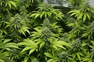 California recreational marijuana sales