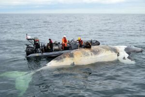 Six right whales were found dead in June near the Îles-de-la-Madeleine. PHOTO PROVIDED BY FISHERIES AND OCEANS CANADA