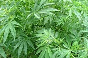 shoppers drug mart marijuana